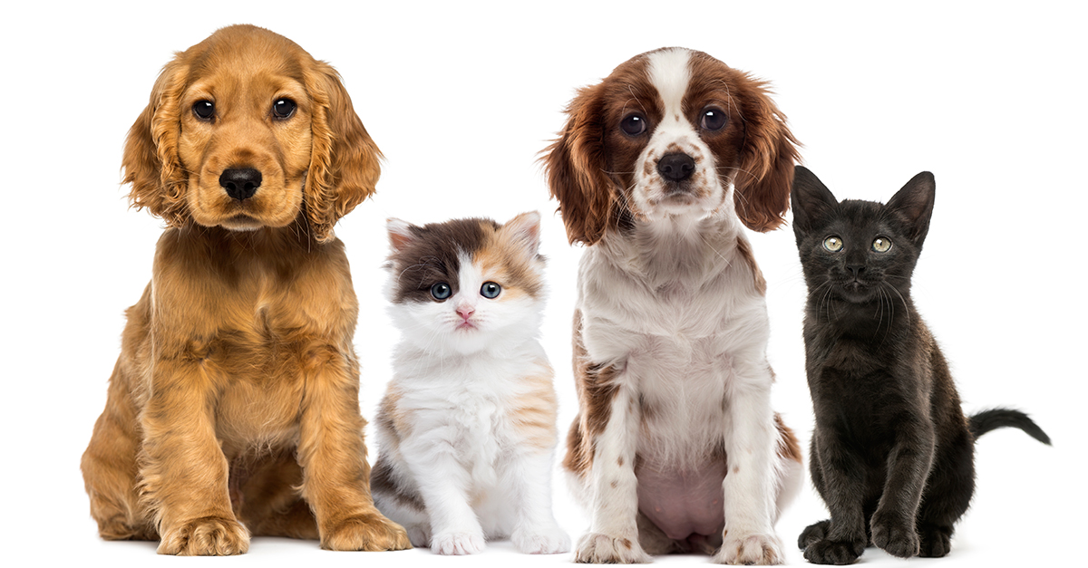 Tecnologia aumenta a segurança contra desaparecimento, abandono ou sequestro de animais de estimação